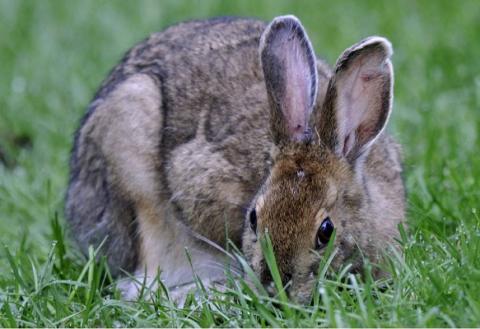 snowshoe hare brown