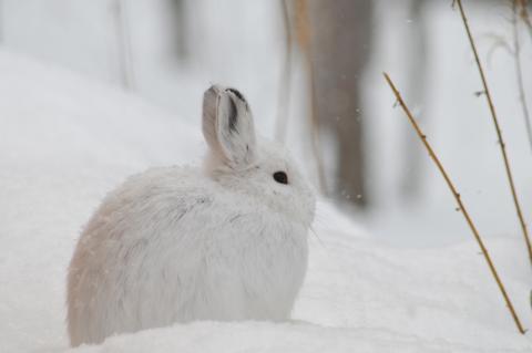 Snowshoe hare